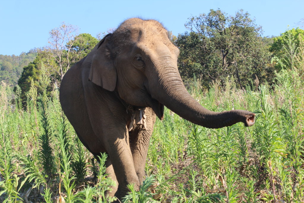 Save and Rescue an Asian Elephant Today - GlobalGiving