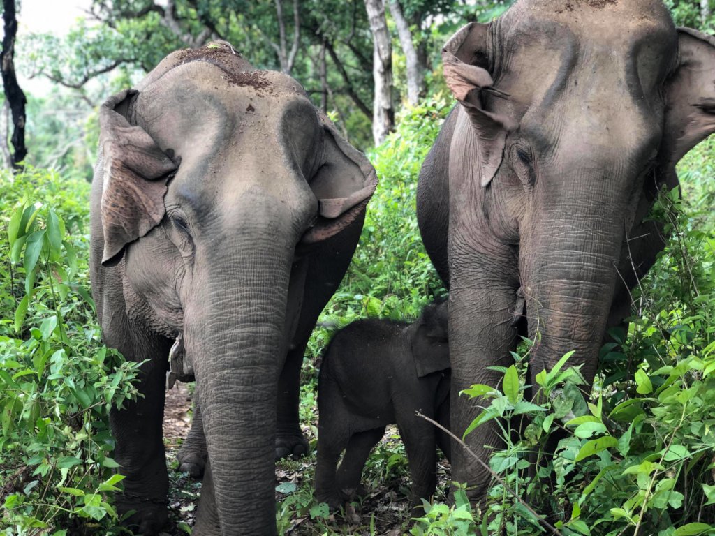 Save and Rescue an Asian Elephant Today