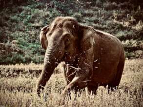 Sah Jah Prepares Her Next Meal