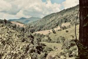 A View from the Village