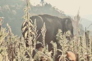 At the Ground Level - Kum Suk and Mahout Wynn