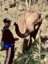 Cheeky Lulu Surprises Mahout Atit