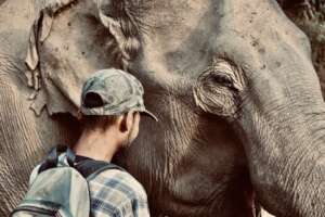 Kum Suk and Mahout Root Staring Contest