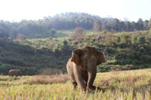 Kum Suk and Sah Jah Chilling in the Field