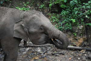 Lulu Drinks from the River
