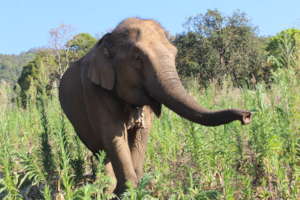 Sah Jah aka 'The Bulldog'