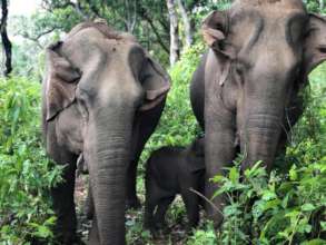 Mother Kah Moon and Sah Jah guard baby Lah Lah