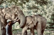 Save and Rescue an Asian Elephant Today