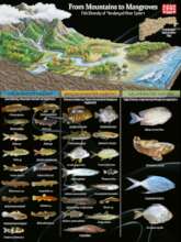 Fish diversity documented across different zones