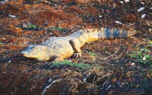 Mugger individual at the Pond