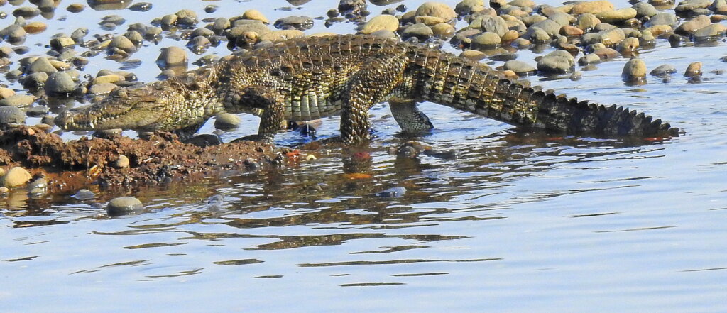 Mugger Crocodile (Crocodylus palustris)