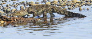 Mugger Crocodile (Crocodylus palustris)