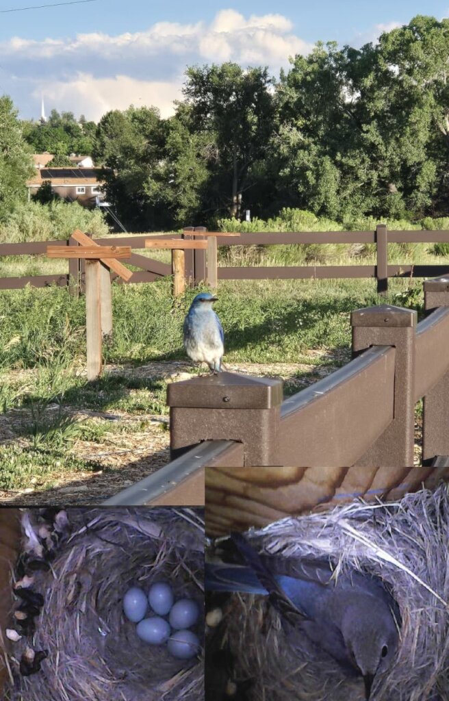 Bluebird nesting a Bluebird box at the park