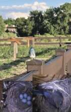 Bluebird nesting a Bluebird box at the park