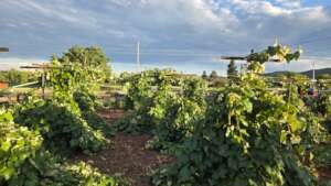 Concord Grape Vineyard summer 2026
