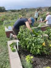 Lillie Harvest