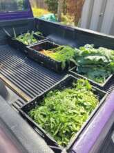 Produce For Donation