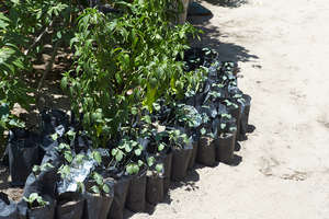 Vegetables tagged and ready to be sold