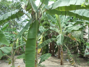 Banana Plantation