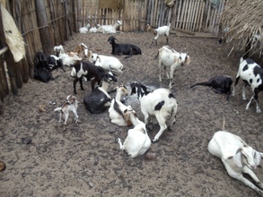 Goat farm