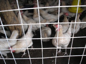 Poultry farm, now