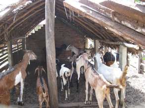 Selvam's livestock