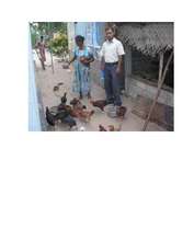 Mrs. Sivamala feeds her chickens