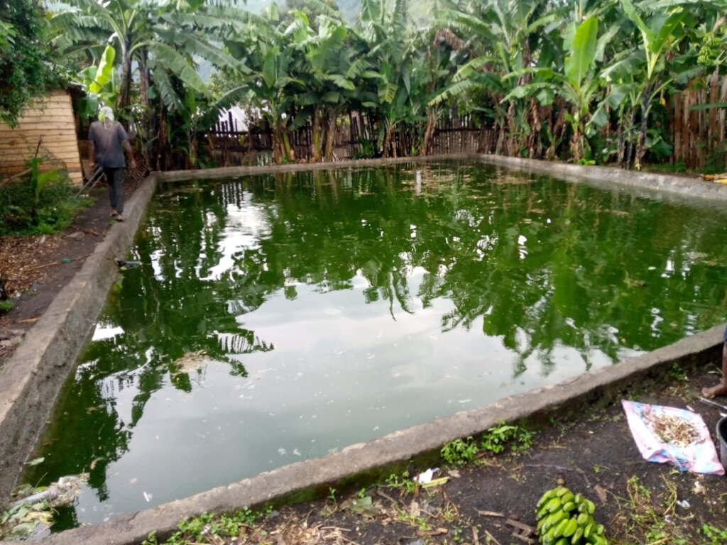 Help to Build Sustainable Fish Ponds