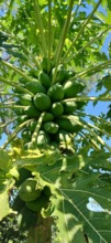 Papayas