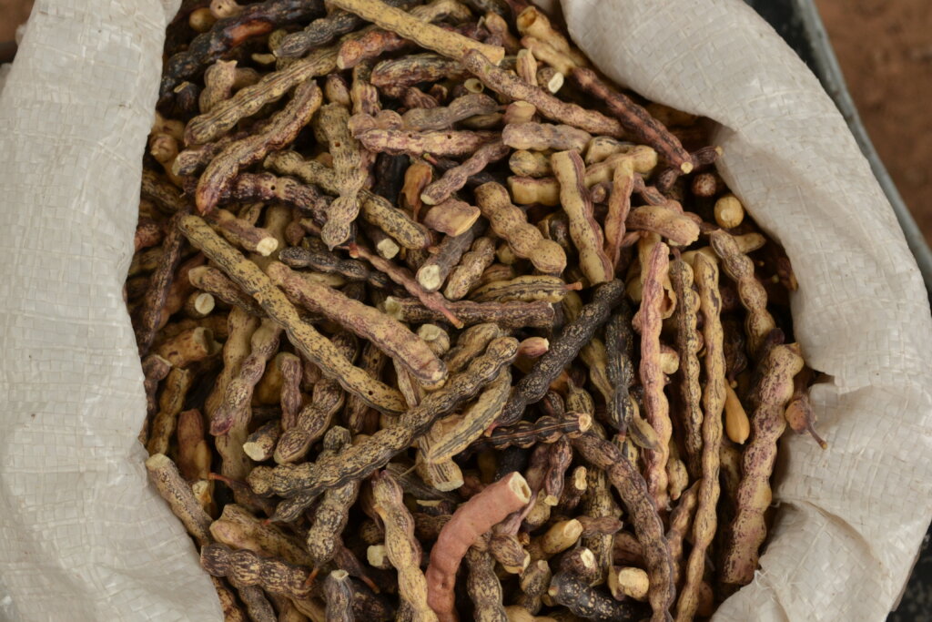 Algarroba )Neltuma alba) fruit