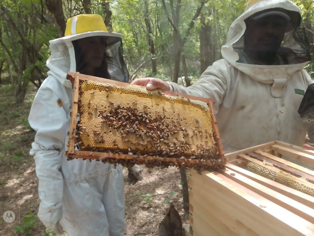 Organic Beekeeping training