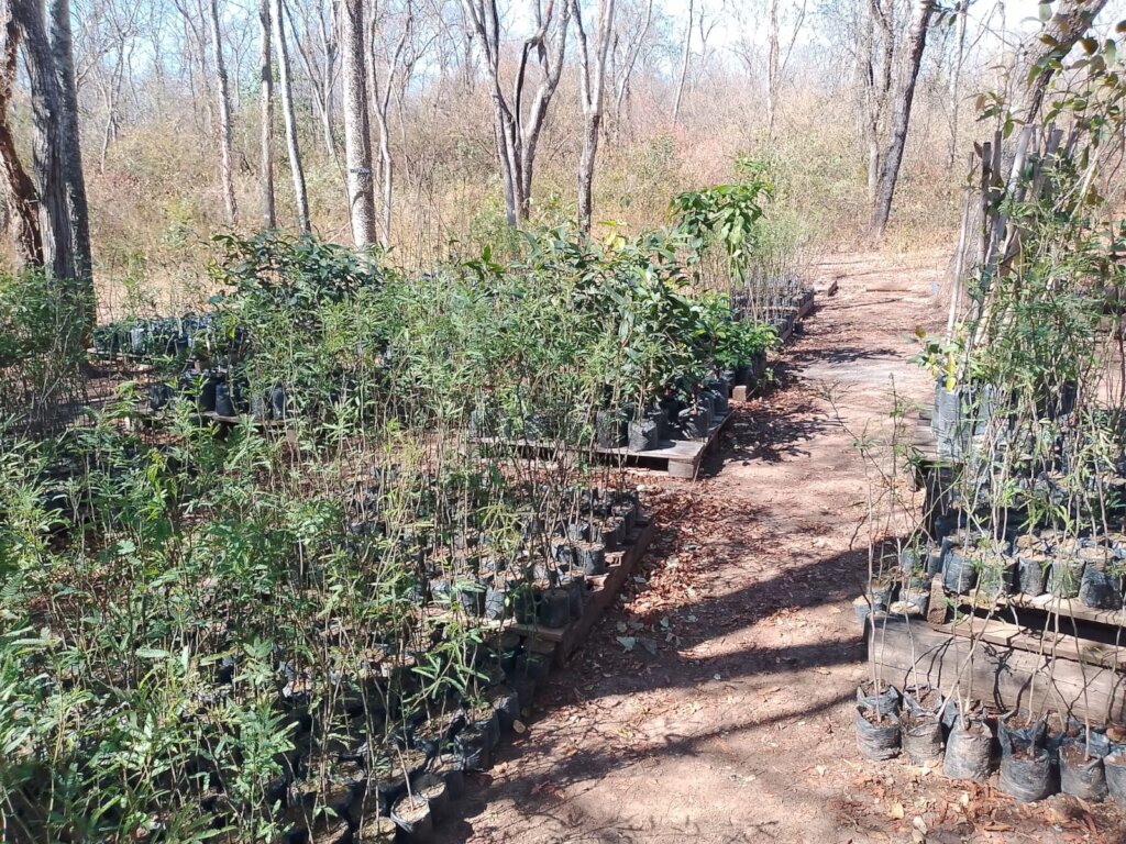 Native nursery training