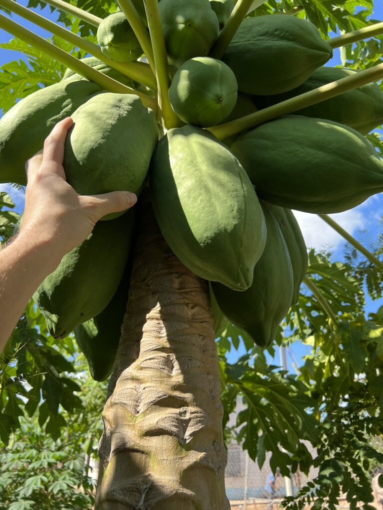 Regenerative Food Systems for Wichi Communities