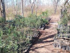 Native nursery training