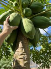 Papayas Agroforestry
