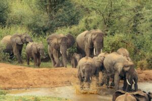 The Herd by Thige Njuguna