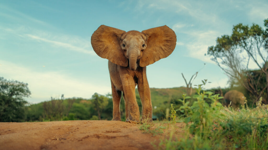 Little Samburu