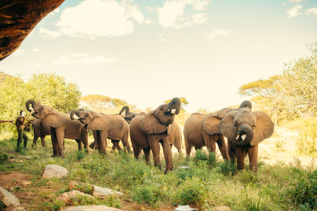 Weaning herd