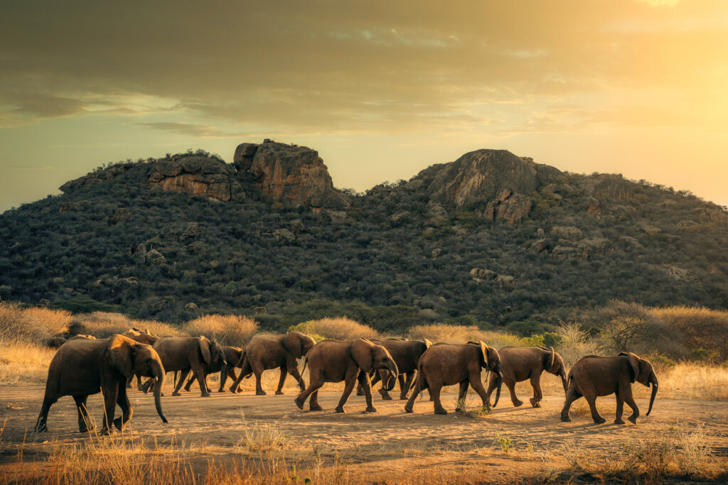 Reteti Elephant Sanctuary