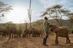 Long'uro Elephant