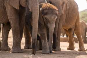 Reteti Smallest Elephant
