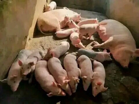 Establish A Piggery Demonstration Farm In Uganda GlobalGiving Establish A Piggery Demonstration Farm In Uganda GlobalGiving