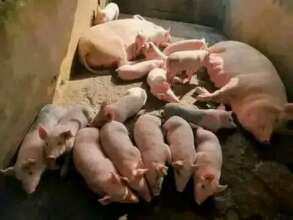 Mother pigs