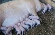 Establish a Piggery demonstration farm in Uganda