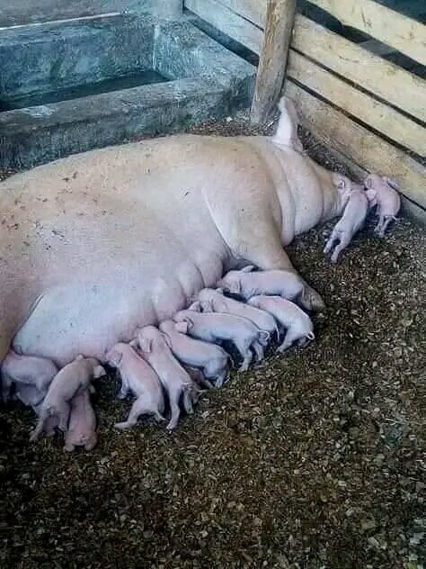 Establish a Piggery demonstration farm in Uganda