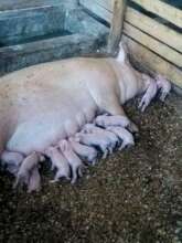 Establish a Piggery demonstration farm in Uganda