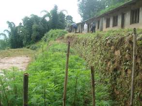 Nursery established in Kalidhunga for Greenary