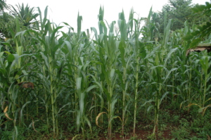 Maize plants in the garden