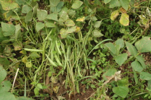 Beans at maturity stage