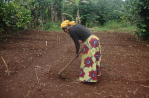 Farmer demarcating garden